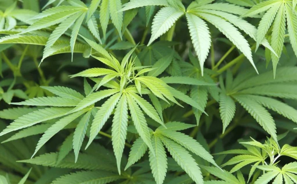 cotygodniowe informacje o konopiach numer 32-2021